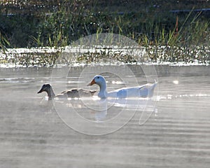 Ducks floating on a pond mist rising from water