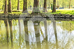 Ducks floating on the river Fiume Lambro passing through the par