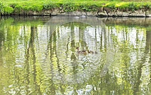 Ducks floating on the river Fiume Lambro passing through the par