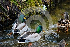 Ducks floating on the river