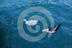 Ducks floating in the sea