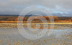 Ducks flock in Bosque