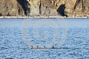 Ducks flock swimming in blue sea water.  Wild Harlequin ducks Histrionicus histrionicus in natural habitat. Colorful drakes movi