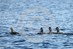 Ducks flock swimming in blue sea water.  Wild Harlequin ducks Histrionicus histrionicus in natural habitat. Drakes following the