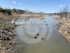 Ducks flocking in an urban pond