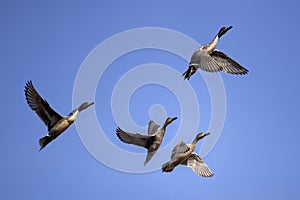 Ducks Flying