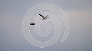 Ducks flying in the cloudy sky