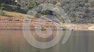 Ducks flying and landing simultaneously in a reservoir