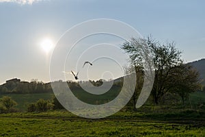 Kachny létající nad trávou na louce.