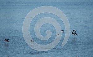 Ducks flying over the waters of lake ivars and vila sana, lerida, spain, europe