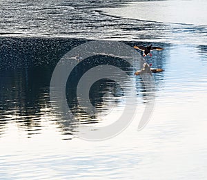 Ducks flying and swimming on a pond in Camden Maine