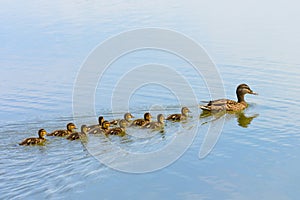 Cute ducklings duck babies following mother in a queue,lake,symbolic figurative harmonic peaceful animal family photo