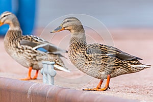 Two ducks are standing on a harbor wall