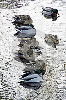 Ducks on a frosty day sit on the water. Waterfowl. It is very cold