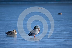 ducks on a frozen lake, winter, closeup of photo