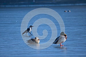 ducks on a frozen lake, winter, closeup of photo