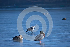 ducks on a frozen lake, winter, closeup of photo