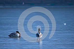 ducks on a frozen lake, winter, closeup of photo