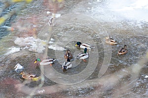 Ducks in a frozen river in winter