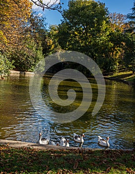 Ducks in a garden lake