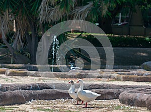 Ducks in the Garden of Nations Park in Torrevieja. Alicante, on the Costa Blanca. Spain