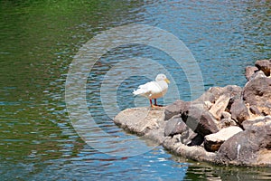 Ducks in Garden of the Nations Park in Torrevieja. Alicante, on the Costa Blanca. Spain.