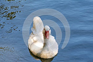 Ducks in Garden of the Nations Park in Torrevieja. Alicante, on the Costa Blanca. Spain.