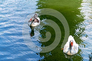 Ducks in Garden of the Nations Park in Torrevieja. Alicante, on the Costa Blanca. Spain.
