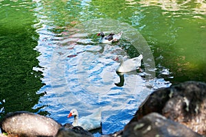 Ducks in Garden of the Nations Park in Torrevieja. Alicante, on the Costa Blanca. Spain.