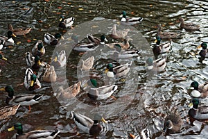 Ducks gathering