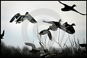 Ducks gathering on a lake in Jutland, Denmark