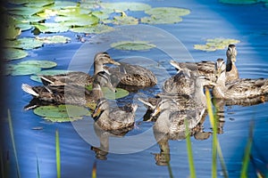 Ducks gathering in a pond with lily pads.