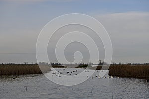 The Wetland in Sacramento NWR photo