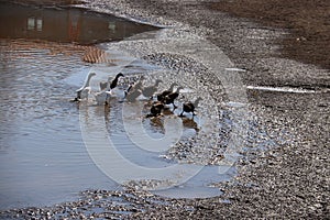 Ducks and geese