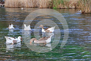 Ducks and geese in azmak river.
