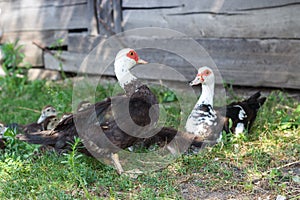 Ducks geese ducklings graze in a meadow on a farm in the village