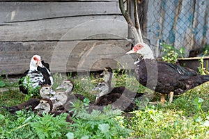 Ducks geese ducklings graze in a meadow on a farm in the village