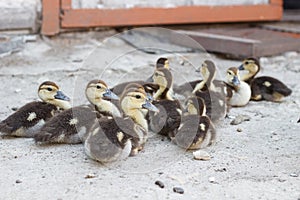 Ducks geese ducklings graze in a meadow on a farm in the village