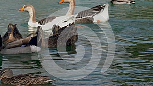 Ducks and geese floating on water in the lake in city park in sunny day.