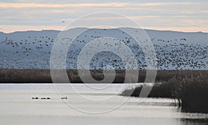 Ducks and Geese Flying over a Marsh