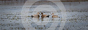 Ducks & Geese Gadwall, Wheeler National Wildlife Refuge, Alabama