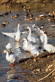 Ducks and geese in the pond