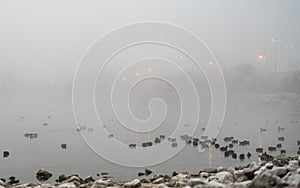 Ducks and geese swimming on a fog covered lake at sunrise.