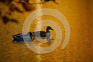 Ducks On A Golden Pond