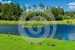 Ducks on a golf grass