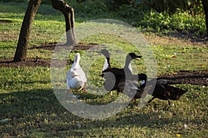 Ducks and a Goose