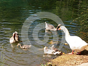 Ducks and goose family in a relaxed water lake