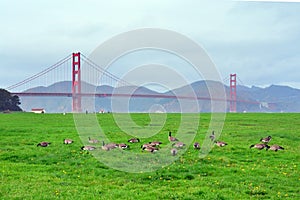 Peacefull meadow, Golden Gate Bridge, San Francisco Bay photo