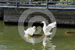 Ducks gooses animal birds water