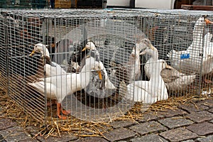 Ducks and Gooses on the animal market in Mol, Belgium